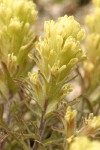 Cobwebby Paintbrush bracts & blossoms detail