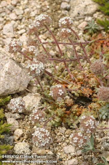 Ipomopsis congesta