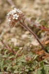 Ballhead Gilia blossoms & foliage