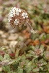 Ballhead Gilia blossoms & foliage