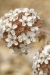 Ballhead Gilia blossoms detail