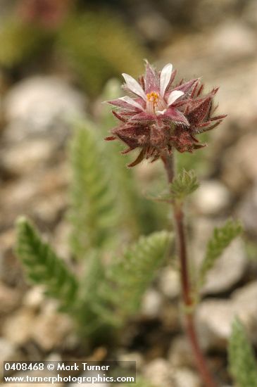 Horkelia hendersonii