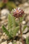 Henderson's Horkelia blossom & foliage detail