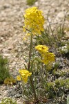 Western Wallflower