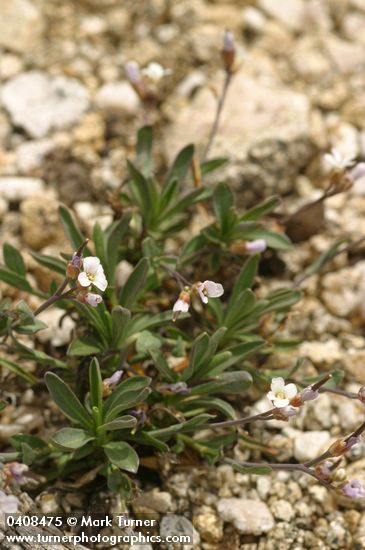 Arabis lyallii