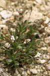 Lyall's Rockcress