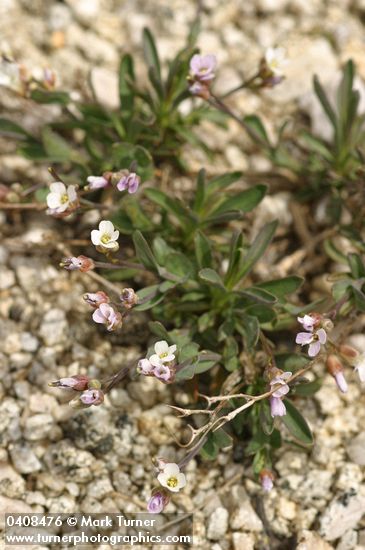 Arabis lyallii