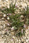 Lyall's Rockcress