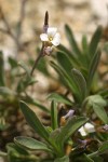 Lyall's Rockcress blossom & foliage detail