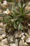 Lyall's Rockcress blossoms & foliage detail