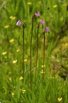 Alpine Shooting Star