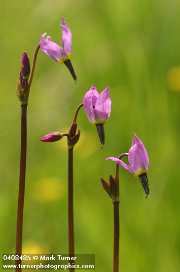 Dodecatheon alpinum