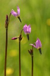 Alpine Shooting Star blossoms