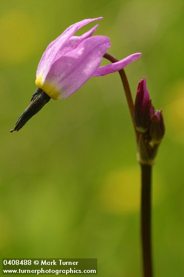 Dodecatheon alpinum