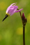 Alpine Shooting Star blossom detail