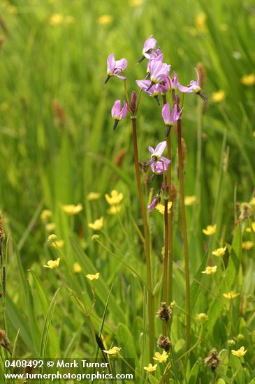 Dodecatheon alpinum