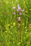 Alpine Shooting Stars