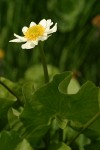 White Marsh-marigold blossom & foliage detail