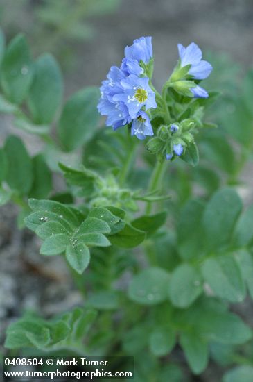 Polemonium californicum