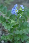 Showy Jacob's Ladder blossoms & foliage