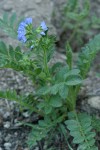 Showy Jacob's Ladder