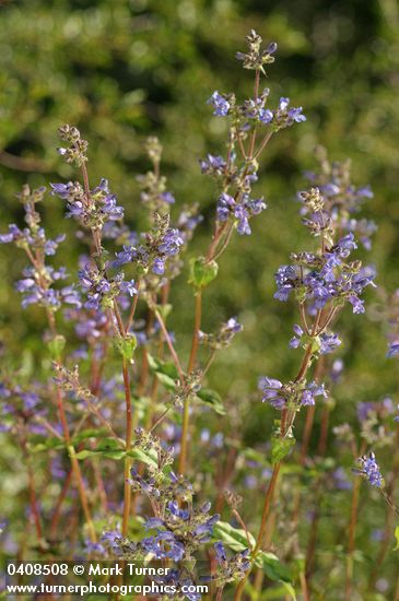 Penstemon anguineus