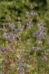 Siskiyou Penstemon