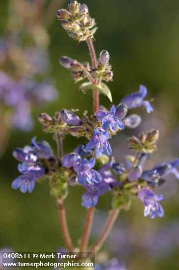 Penstemon anguineus