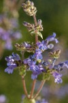 Siskiyou Penstemon blossoms