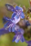 Siskiyou Penstemon blossoms detail