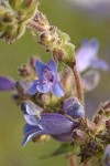 Siskiyou Penstemon blossoms detail