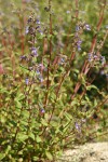 Siskiyou Penstemon