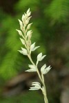 Phantom Orchid blossoms