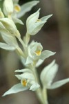 Phantom Orchid blossoms detail