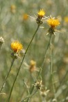 Yellow Star Thistle blossoms