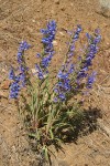 Purple Penstemon