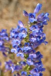 Purple Penstemon blossoms