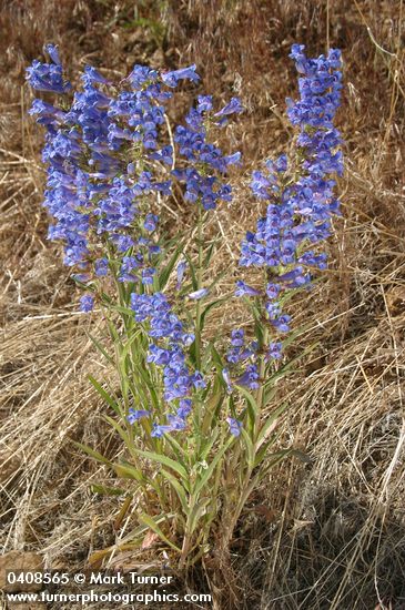 Penstemon roezlii