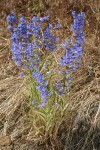 Purple Penstemon