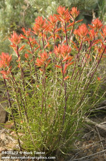 Castilleja linariifolia