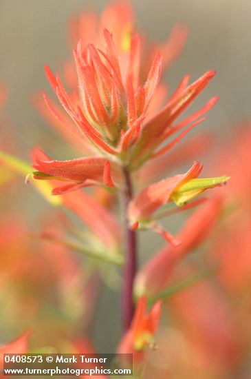 Castilleja linariifolia