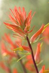 Linear-leafed Paintbrush bracts & blossoms detail