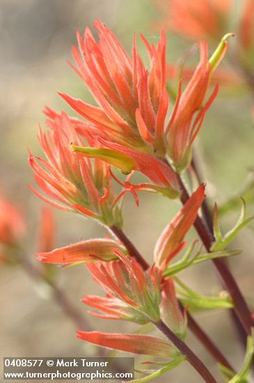 Castilleja linariifolia