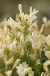 Granite Gilia blossoms