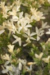 Granite Gilia blossoms & foliage