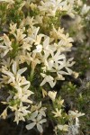 Granite Gilia blossoms & foliage