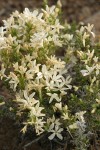 Granite Gilia blossoms & foliage