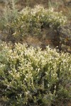 Granite Gilia