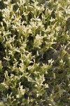 Granite Gilia blossoms & foliage