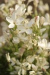 Granite Gilia blossoms & foliage detail